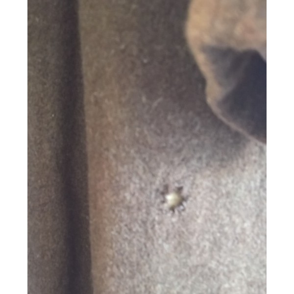 Capote Canadienne WW2 1943